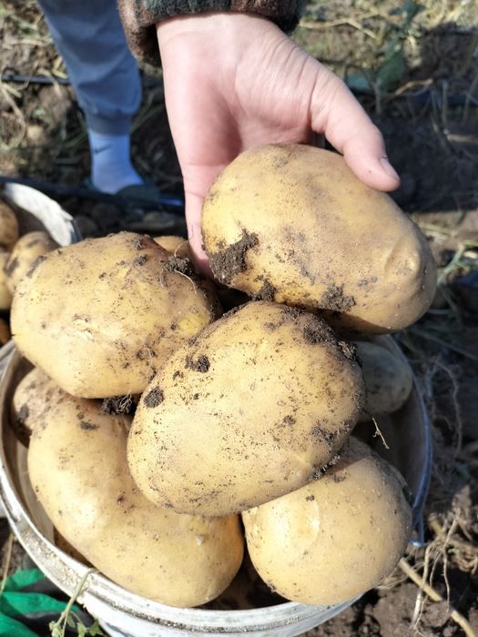 Картофель домашний.