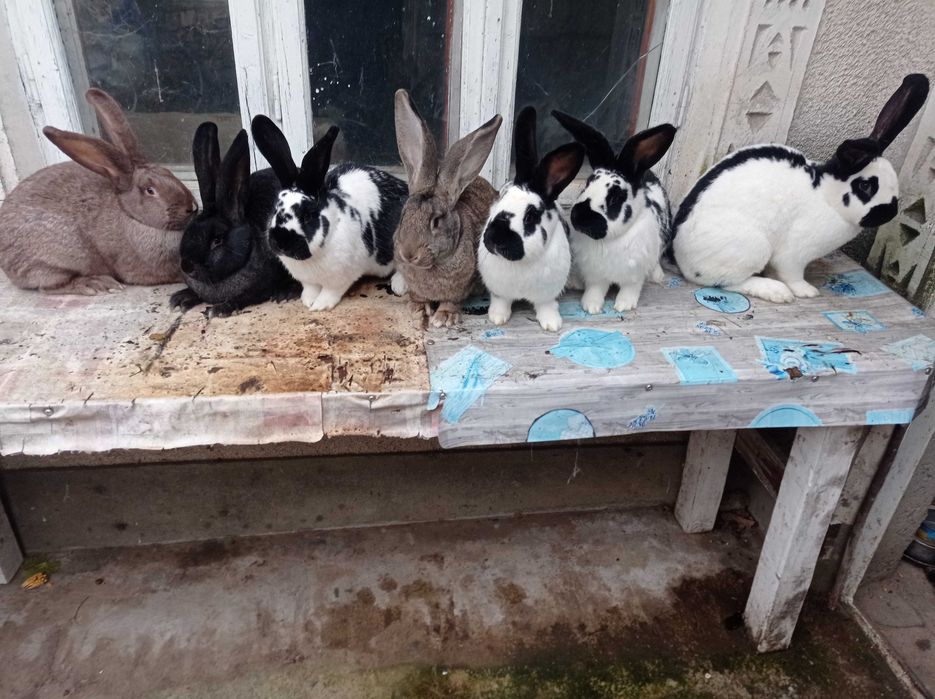 Vând sau schimb iepuroaice , diferite rase