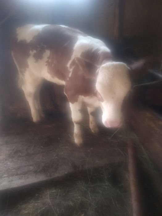 Vand vitea rasa baltata romaneasca