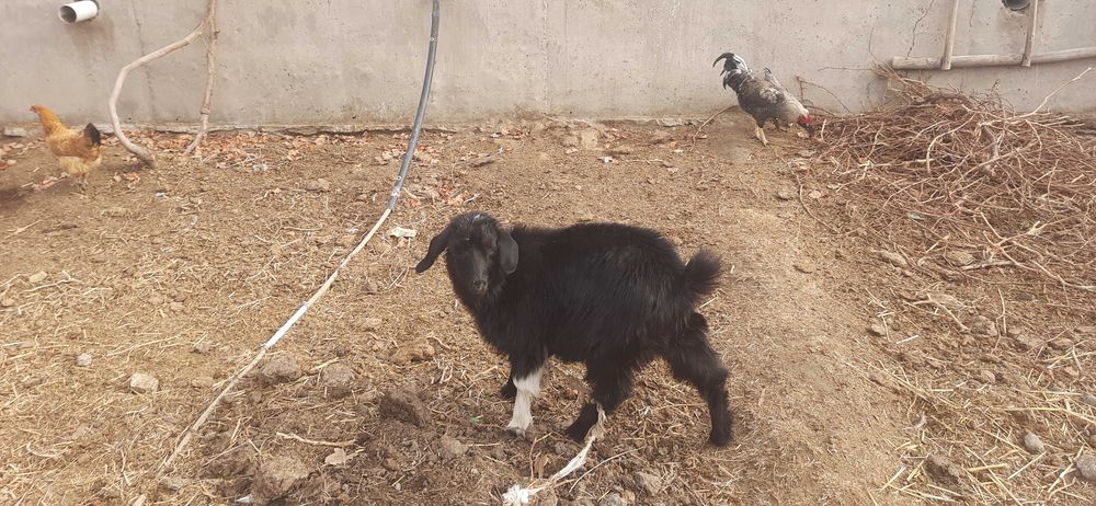 Эчкилар сотилади