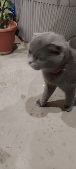 Skoch fold qizbola qoni  toza sotilas