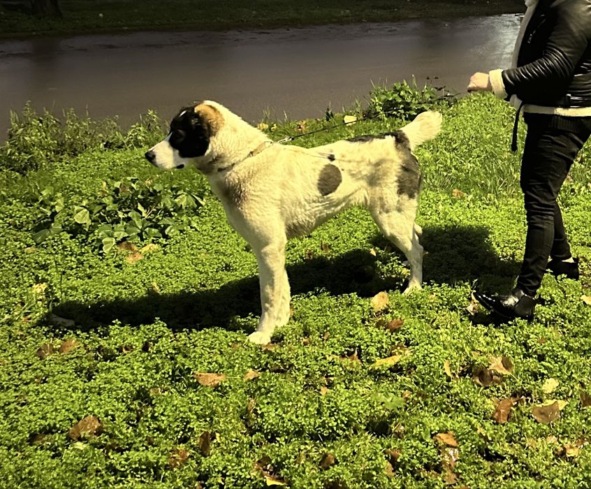 Алабай чистокръвна женска