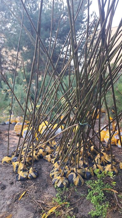 Terak kuchati sotiladi  3 mingdan optomga