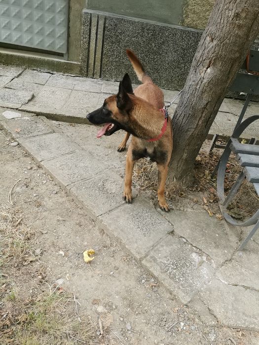 Белгийски овчарки малиноа