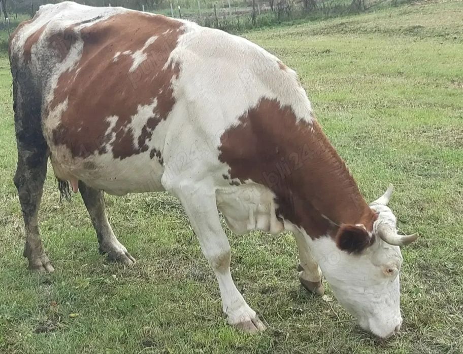 Vînd 2 vaci una de 6 ani și una de 2 ani