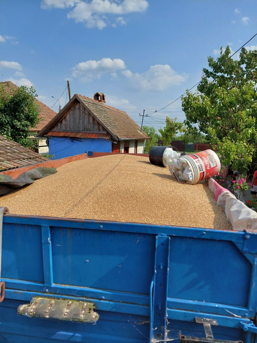 Porumb grâu triticale orz ovăz floarea-soarelui sorg