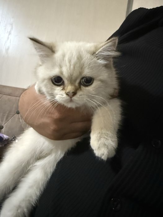 Кошка 3 мес.