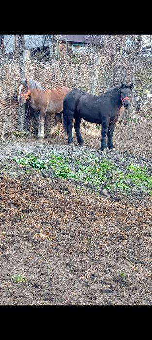 Vând mânză de 2 ani!