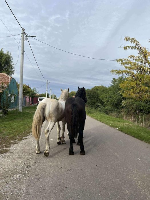 Manji de 1an jumate de vanzare
