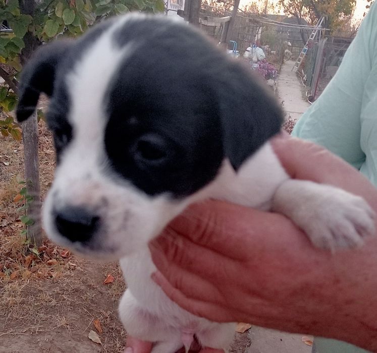 Щенки в добрые руки Ташкент