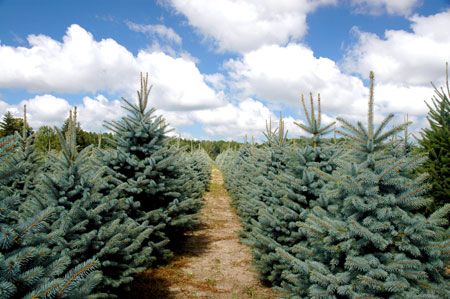 Puieti molid argintiu 4 ani-Picea Pungens Glauca Kibab