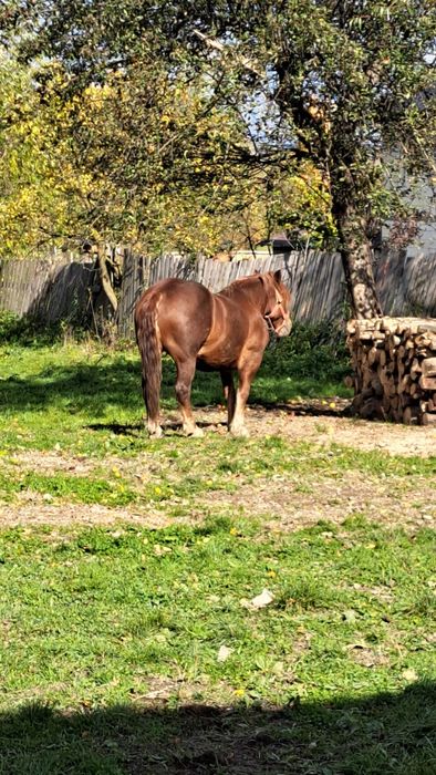 Cal castrat de vanzare 6 ani