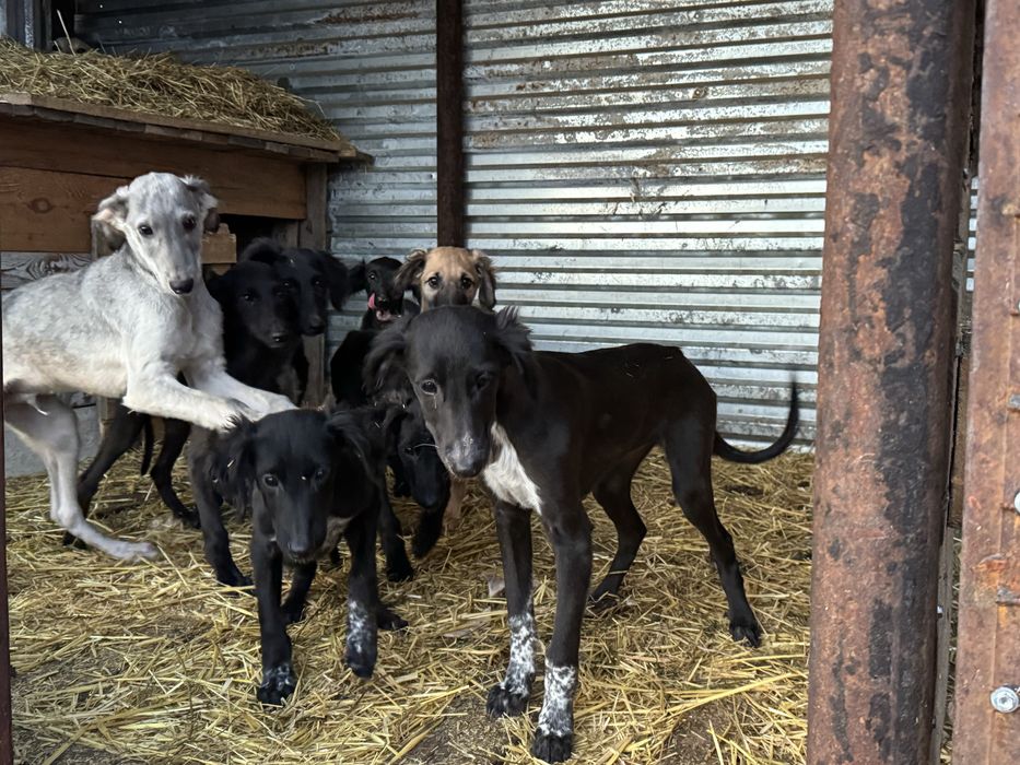 Тазы щенки (три мясяца)