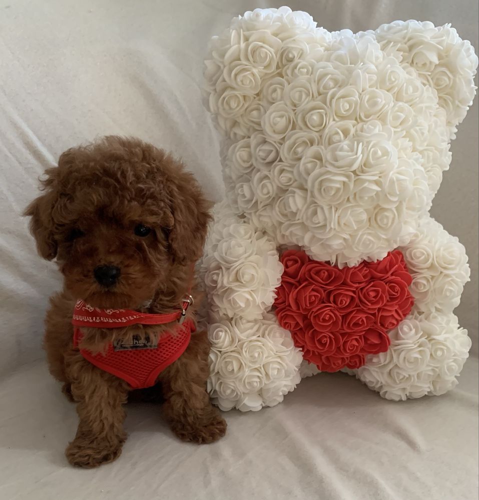 Пудел той Poodle toy с родословие елитни