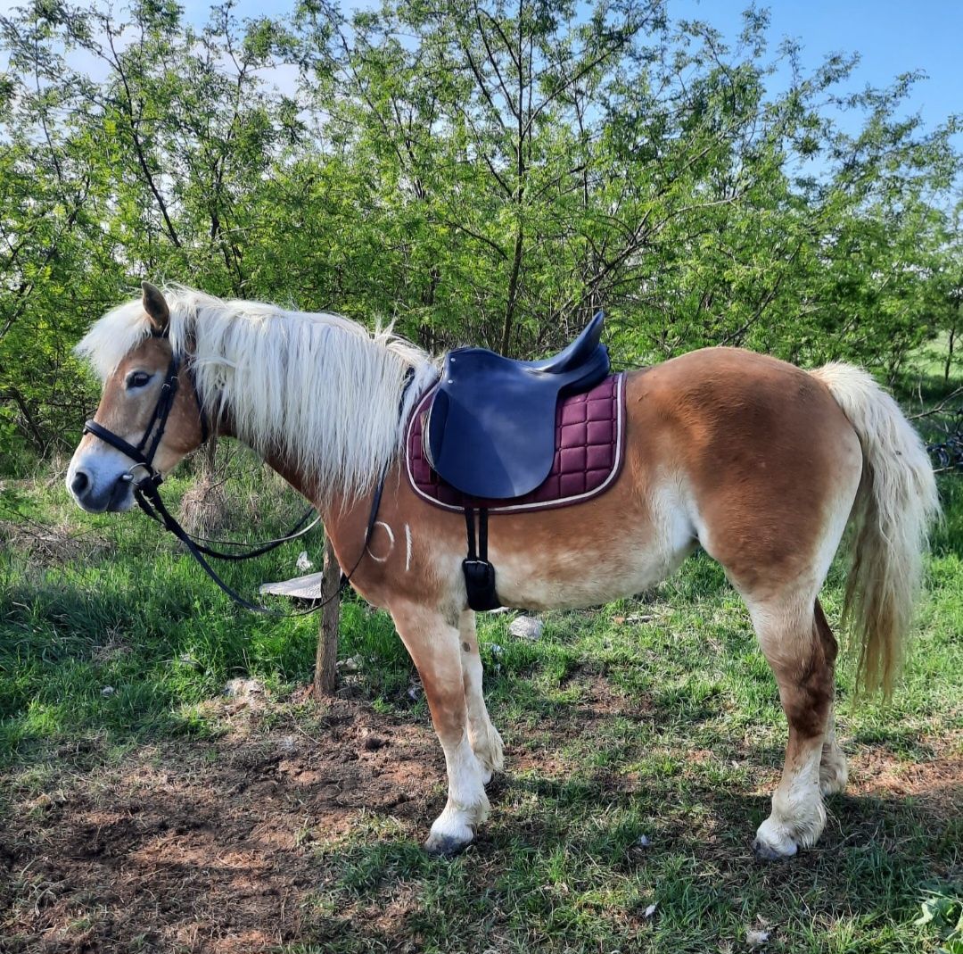 Vand iapa Haflinger cu pedigree