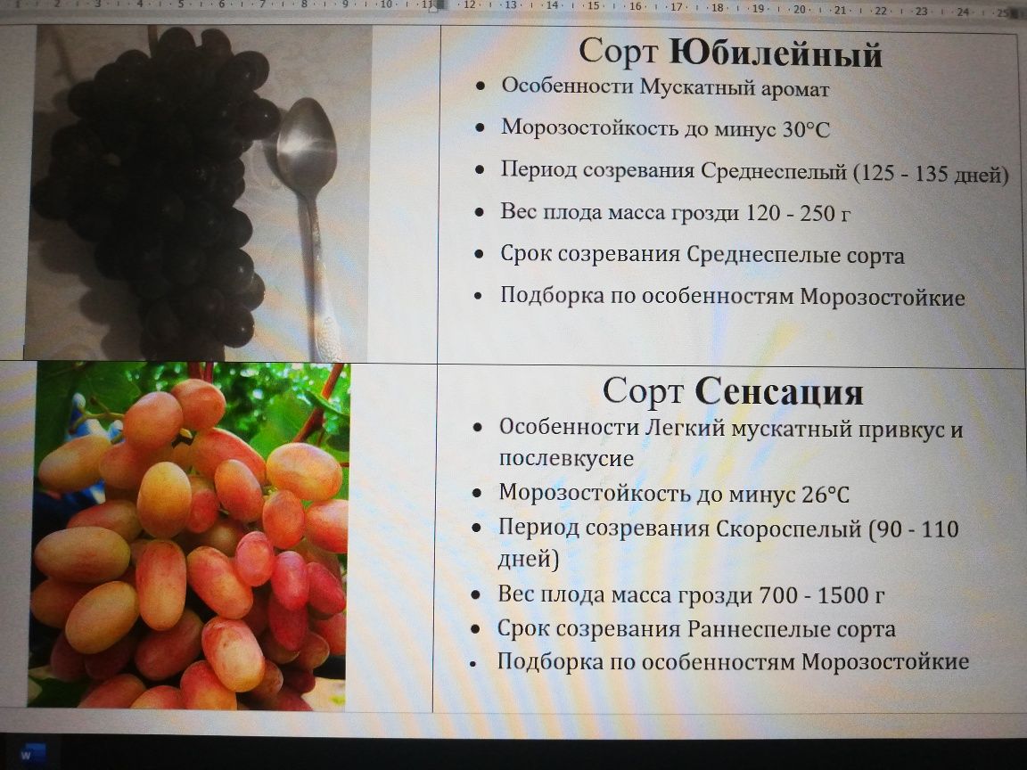 Саженцы винограда продам-1500 тг