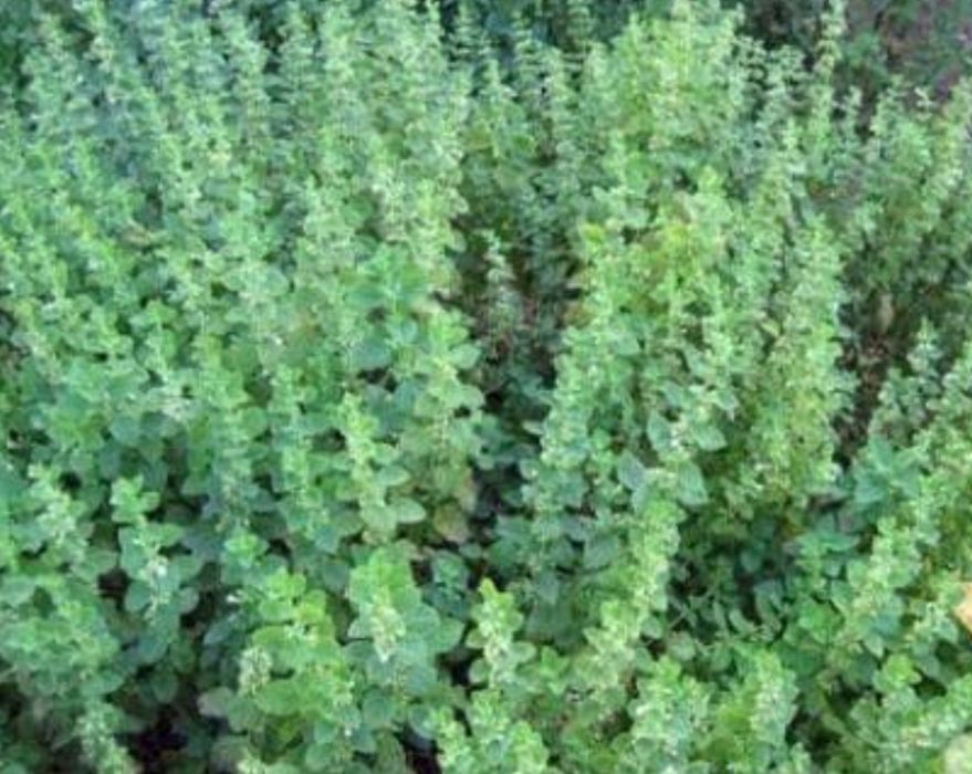 Маточина за продажба