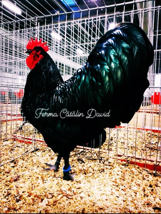 Oua incubatie Australorp Negru Albastru Splash