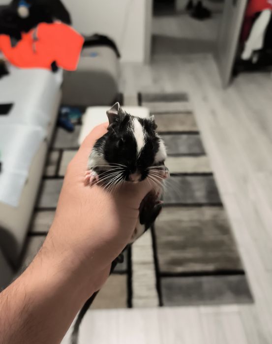 Vând pui veverițe degu