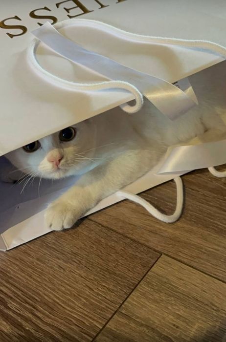 Отдам котенка в добрые руки