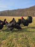 Ouă Australorp negru