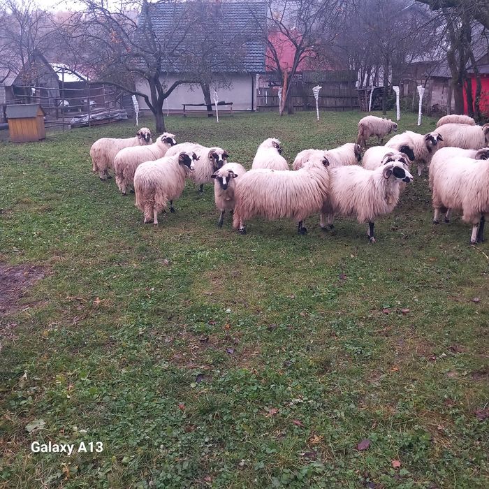 Oi de vînzare se vând doar toate 20 bucăți perț 1500 bucata fix