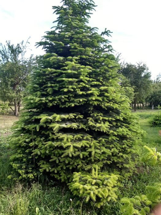 Brad nordmandian Extra