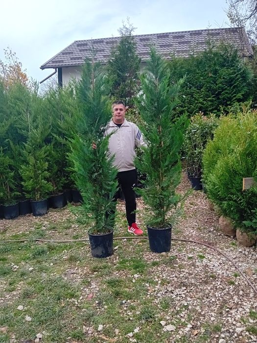 Leylandi și tuia smaragd diferite dimensiuni 1m 4m plante
