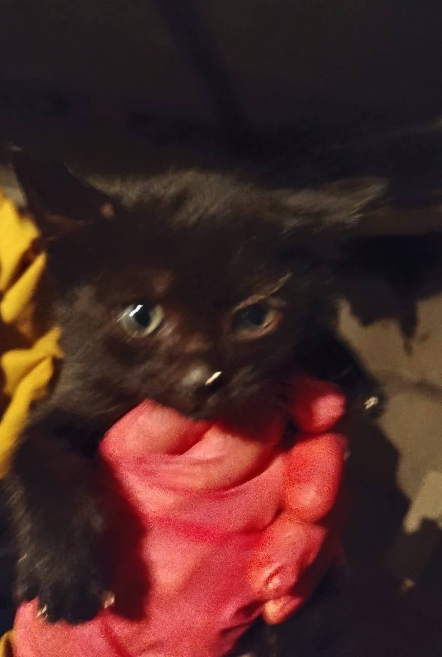 Котята ищут семью!