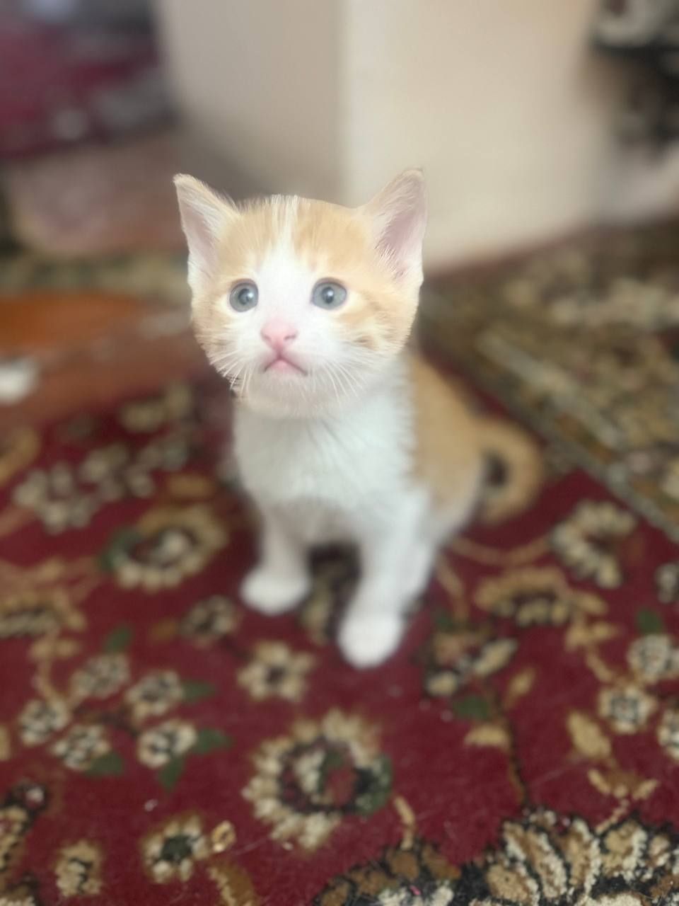 Rassiyskiy mushuk bolasi