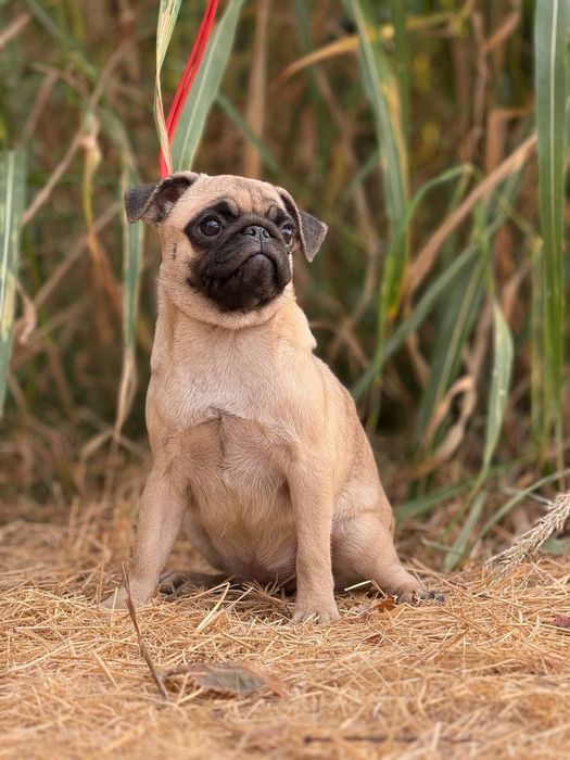 Щенок мопс,мопсиха