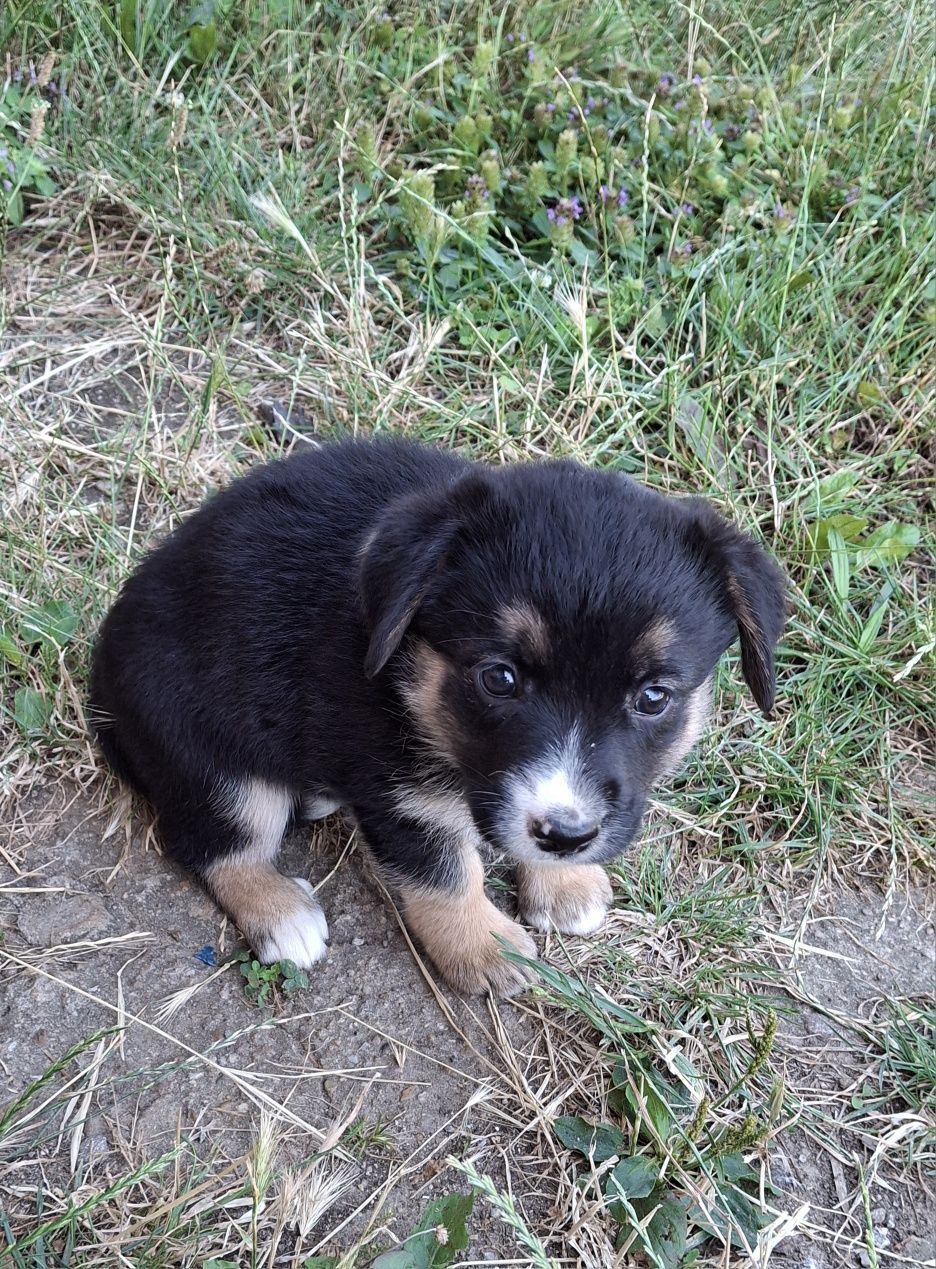 Малки кученца на 1 месец