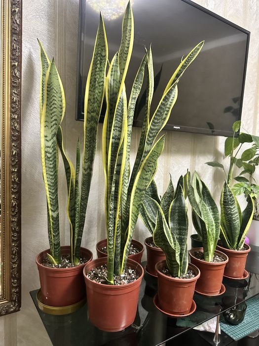 Растения санберрия для офиса и дома