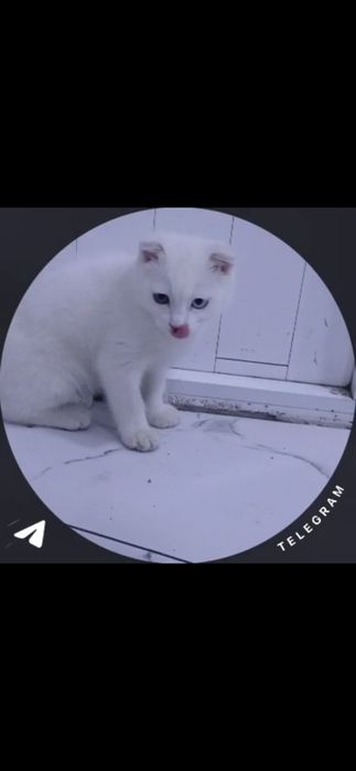 Honakilashgan qoʻlga oʻrgatilgan muhimi egasini yaxwi taniydi