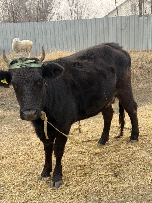 Продам корову с теленком