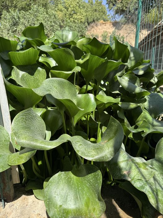 Eyxorniya guli suv havzalarida va kichik kollarda osadi