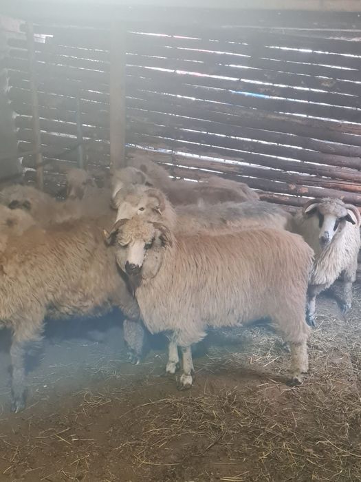 Oi gestante grase și frumoase pe ales