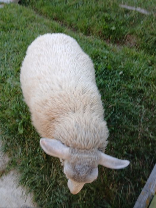 Vând Mieluță Textil