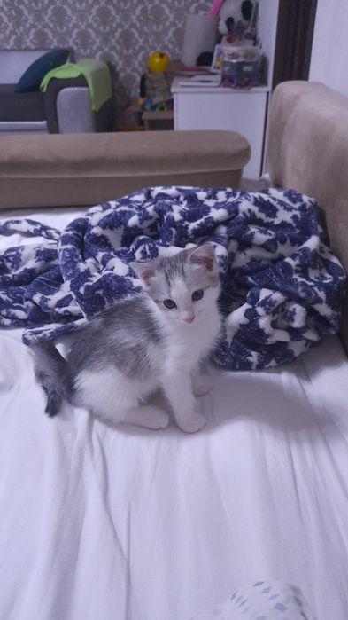 Котята  породы продаю