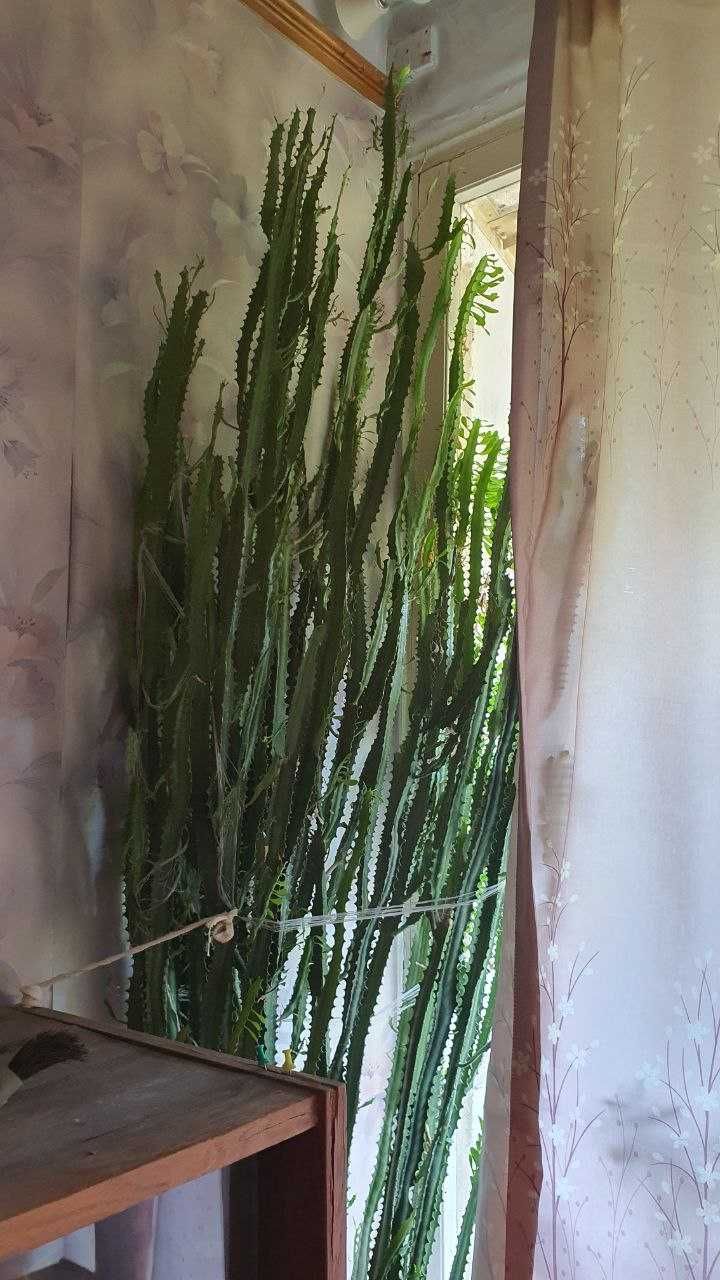 Кактус большой в офис