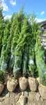 Vand leylandii Cupressocyparis