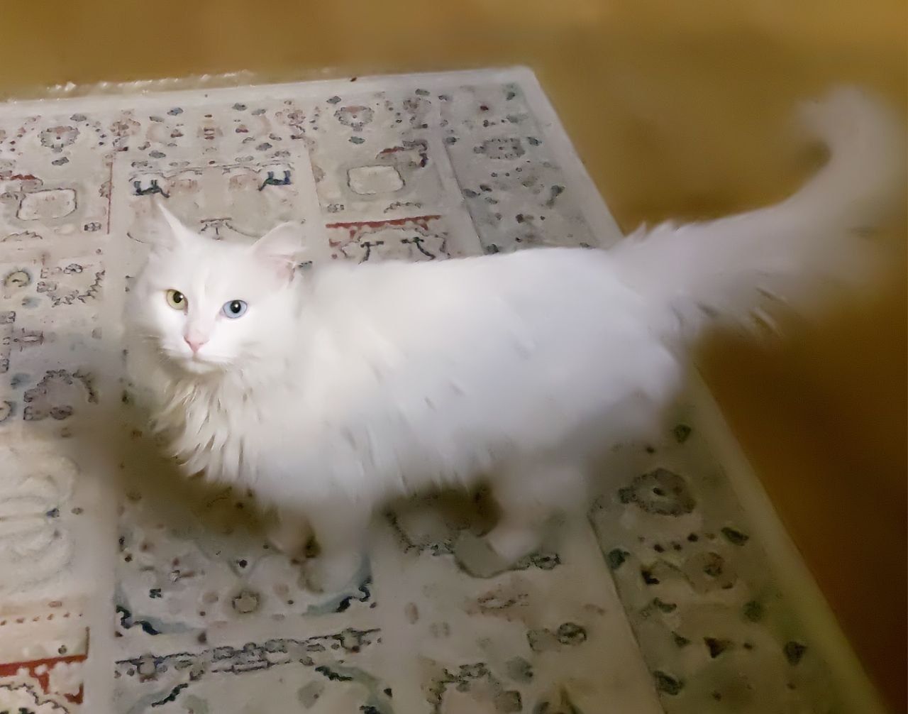 Кошка  белая  и кот бесплатно