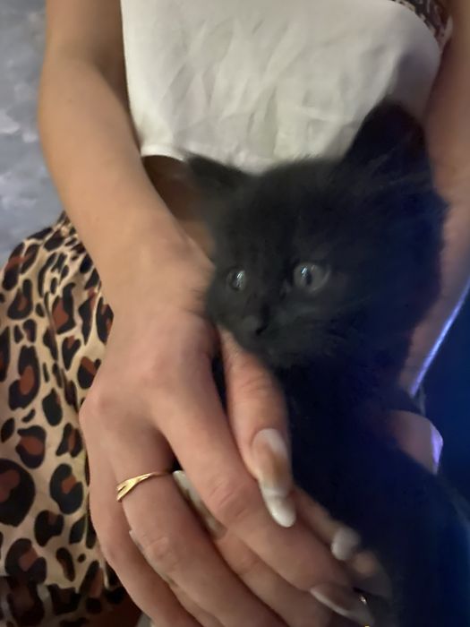 Отдам котят а добрые руки