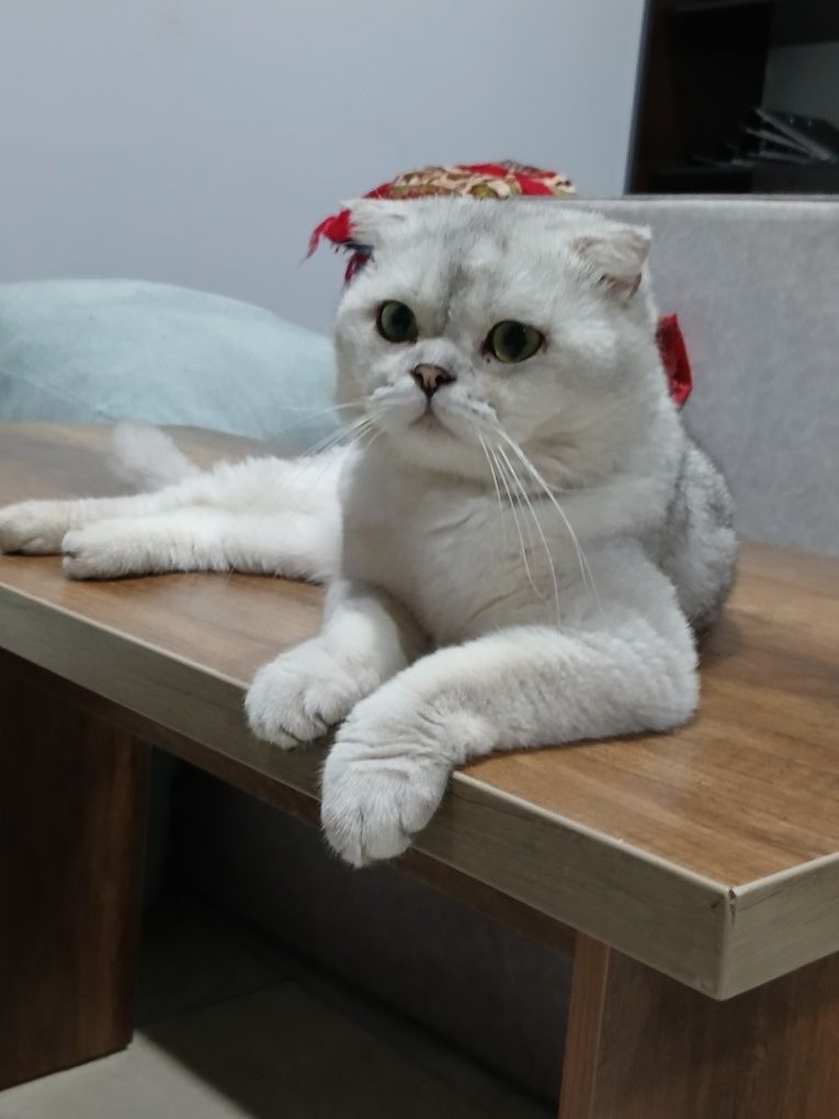 Котята британские