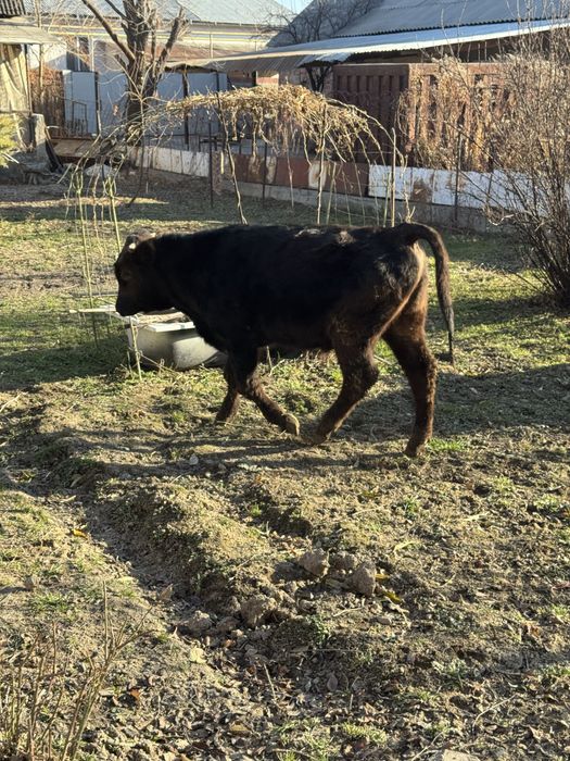 Продается бычок с телкой