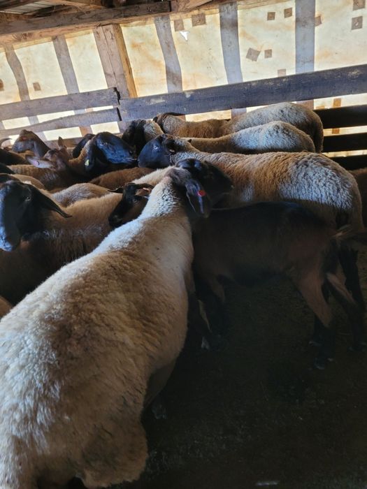 6 Oi carabase sârbești și românești!!!