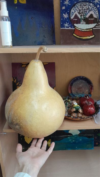 Тыква Qovoq Pumpkin dekor uchun