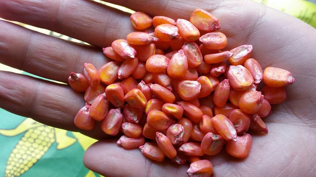 Семена кукуруза Будан элитный сорт 120 кундык жонышка эспарцет суданка
