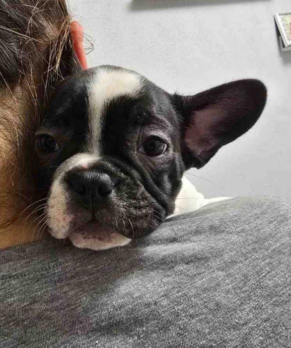 Френски булдог бебета