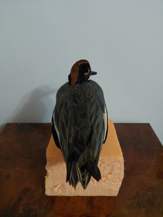 Mascul rata mica impaiat, taxidermie